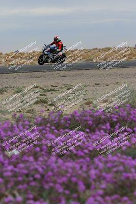media/Jan-14-2023-SoCal Trackdays (Sat) [[497694156f]]/Turn 14 Exit Bloomig (145pm)/